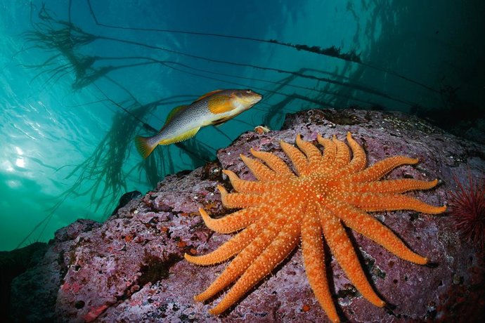Un bacalao largo pasa nadando junto a una estrella de mar girasol de 19 brazos. Whiskey Point, isla de Quadra, Columbia Británica, Canadá.