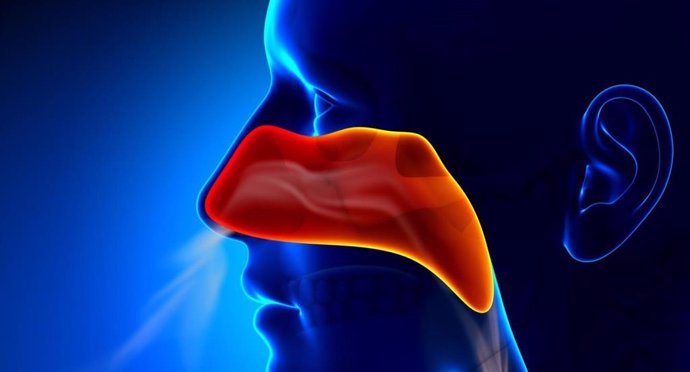 Archivo - Respirar, nariz, La inhalación de bacterias activa un nuevo mecanismo del sistem