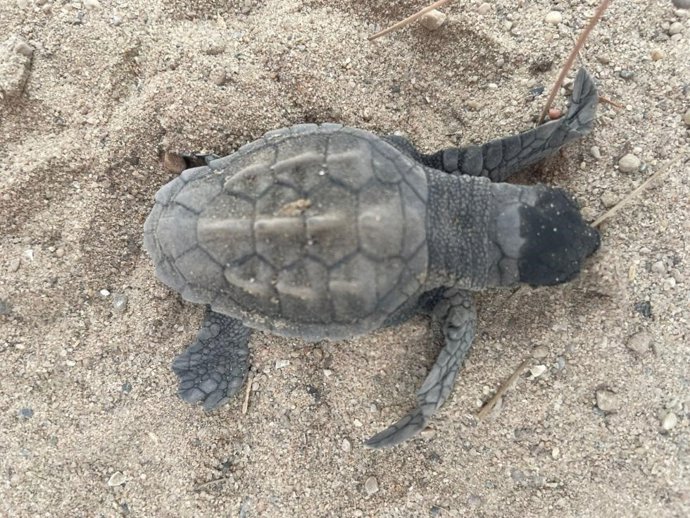 Archivo -  tortuga marina (archivo)