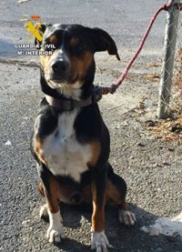 La Guardia Civil investiga a un vecino de Mazarrón (Murcia) por la muerte a tiros de un perro