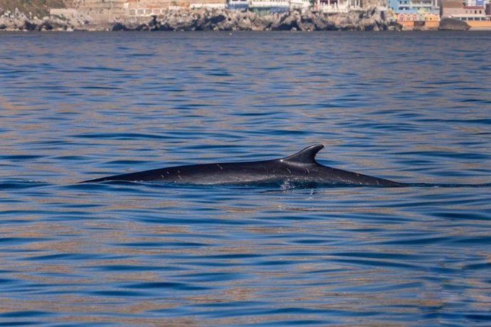 Rorcual común en las playas de La Línea.