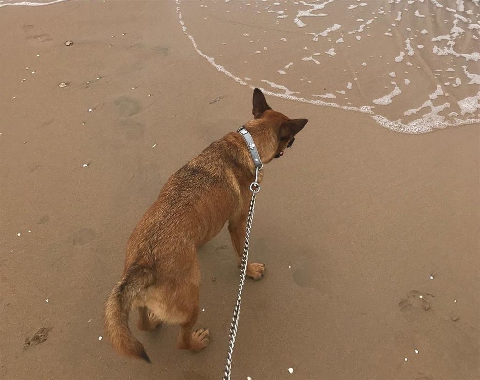 Archivo - Un perro en una playa canina