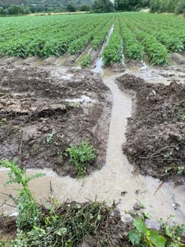 Daños en cosechas por tormentas