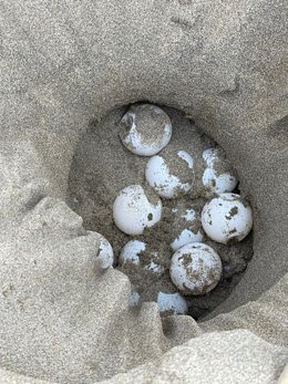 Localizan en el Parc del Delta de l'Ebre (Tarragona) el primer nido de tortuga boba de la temporada