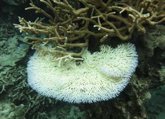 Foto: Cambios en El Niño favorecen la recuperación de arrecifes de coral