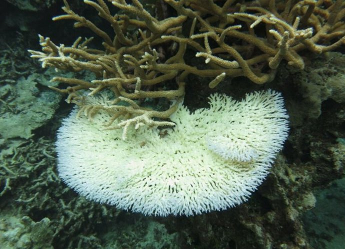 Cuando los corales están estresados, expulsan sus zooxantelas simbióticas y se vuelven blancas en un proceso conocido como blanqueamiento.