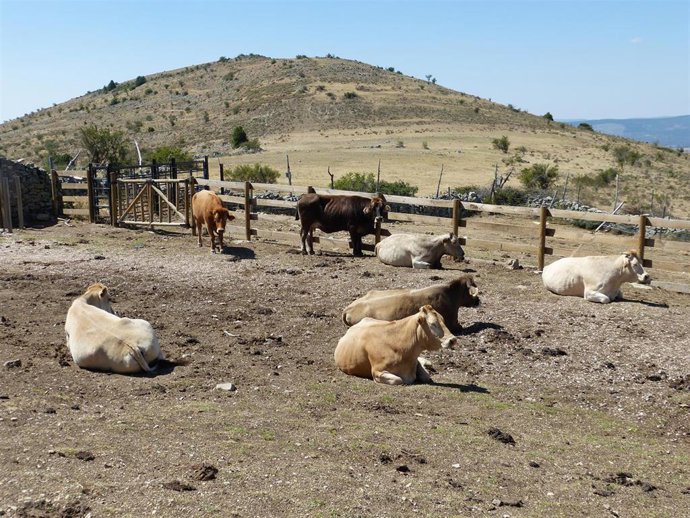 Archivo - Vacas, ganado vacuno, ganadería, bovino