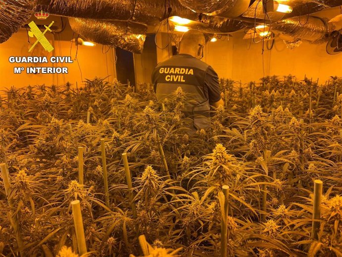 Plantación en la localidad de Sancti-Spíritus.