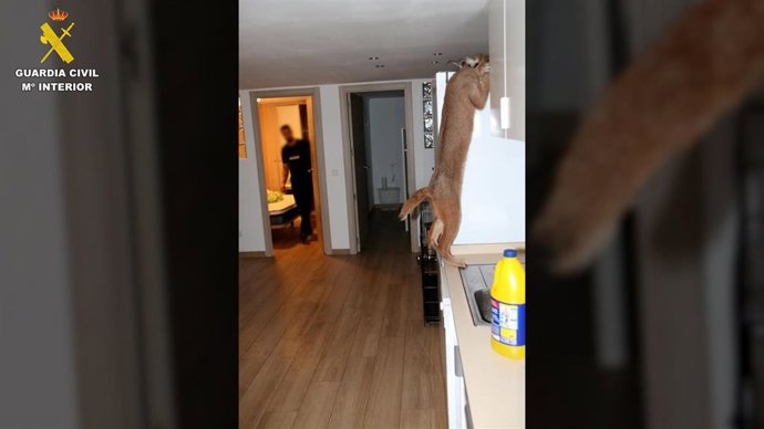 Nota Prensa Jueves 15 Junio: Detenidos Por Robos Con Violencia