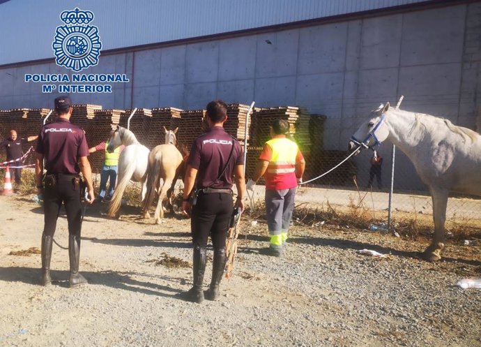 Los agentes con los caballos capturados