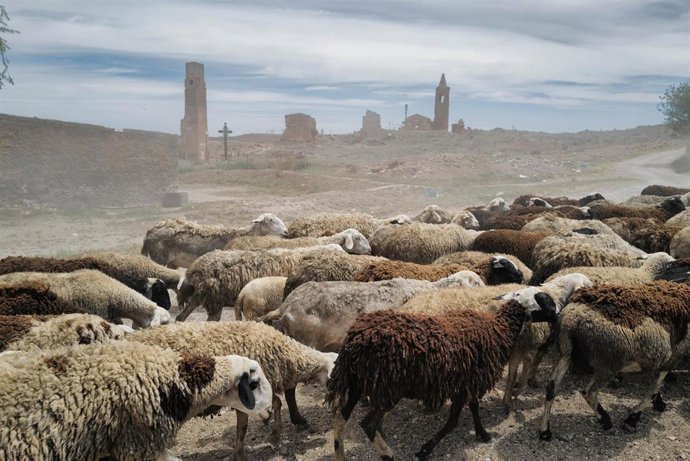 Archivo - Unas ovejas en el campo  