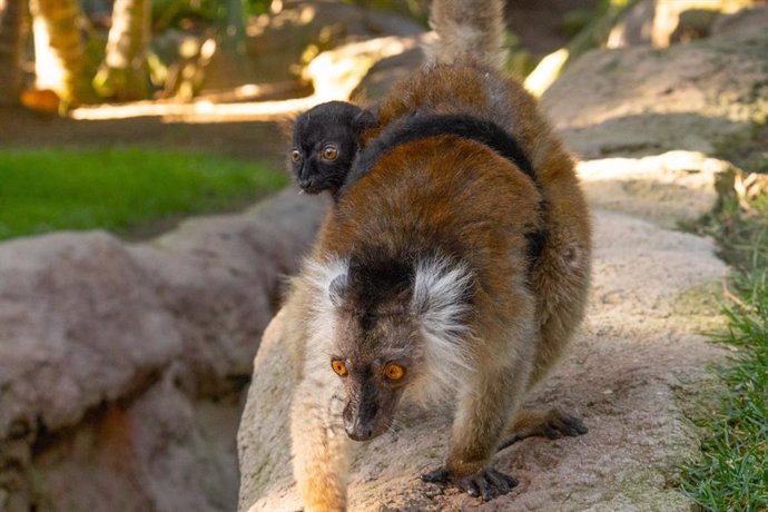 Cria lemur negro en Bioparc Fuengirola