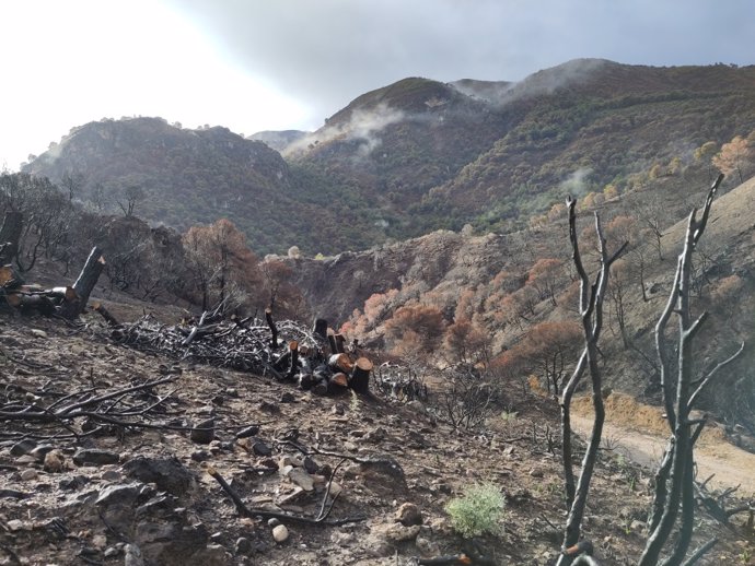 Imagen de terreno forestal afectado por un incendio.