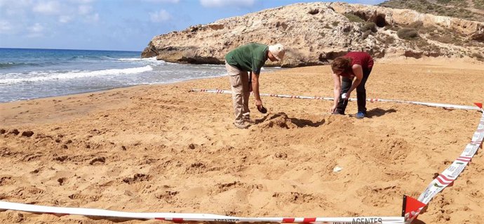 Zona de nidificación de la tortuga boba en la arena de la playa de Calblanque