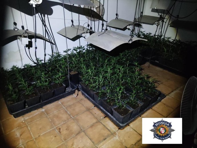 Plantación de marihuana incautada en Mungia (Bizkaia)