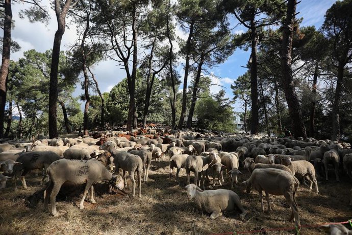 Paso de un rebaño trashumante, a 13 de junio de 2023, en Guadarrama, Madrid (España). La Asociación Trashumancia y Naturaleza y la Asociación Concejo de la Mesta ha guiado a un rebaño trashumante en su paso por Guadarrama hacia Palencia. El paso de los 