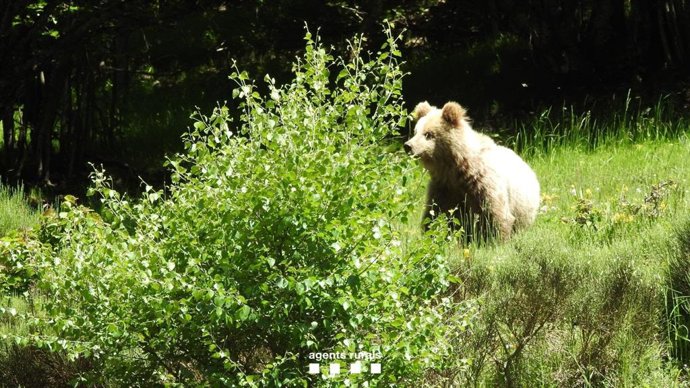Imatge d'un os al Pallars Sobir