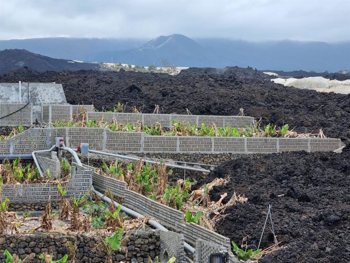 Archivo - Cultivos de platanera que resultaron afectados por la lava en la isla de La Palma