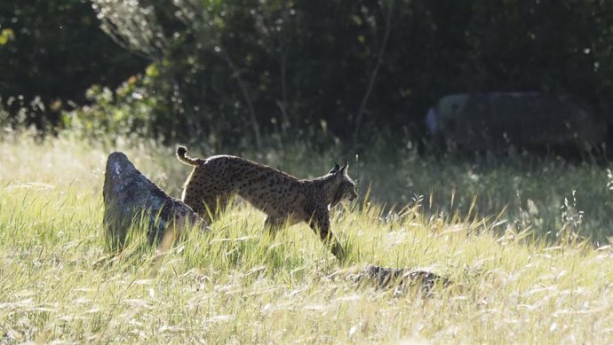 Archivo - Ejemplar de Lince Ibérico