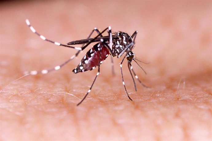 Archivo - Mosquito.