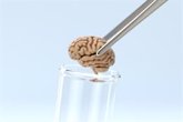 Foto: ¿Pueden los cerebros de laboratorio ser legalmente una persona? Esto dice la ciencia