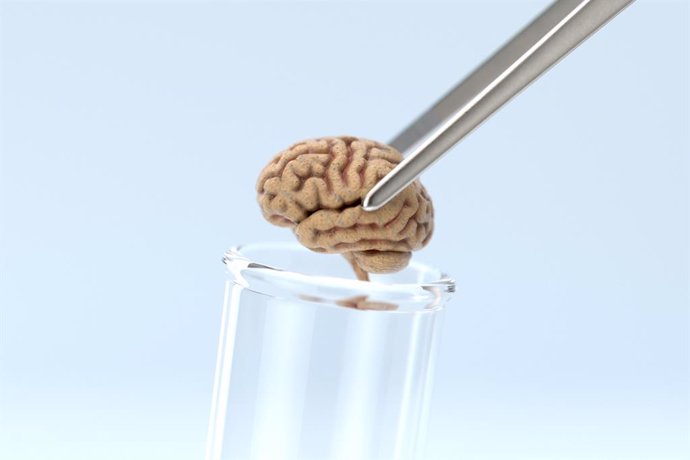 Archivo - Extracción cerebral de laboratorio