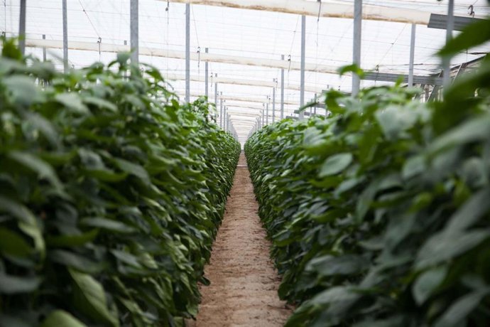 Archivo - Cultivo bajo plástico en Almería