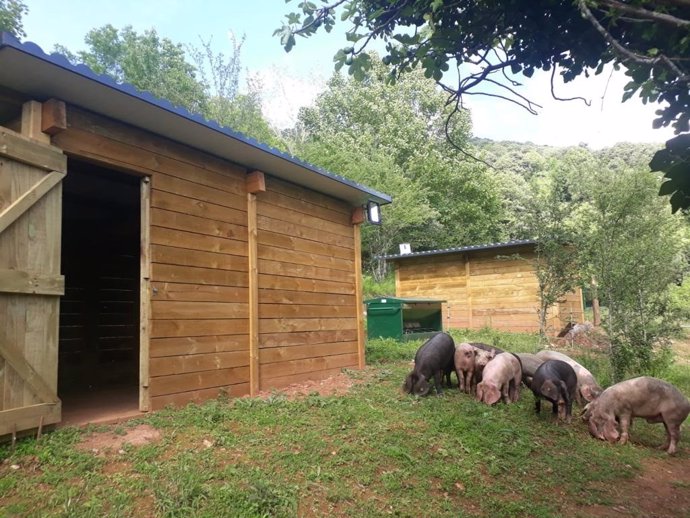 La Xunta promueve la cría de cerdo celta en ecológico en la aldea modelo de Moreda en Folgoso do Courel (Lugo)
