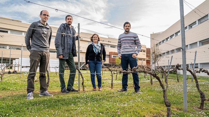 El proyecto de Investigación Innozone desarrolla estrategia que basa el ozono para controlar el oídio en la vid