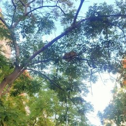 Una serpiente de grandes dimensiones agarrada a un árbol