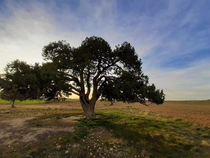 Sabina de Blancas (Teruel).
