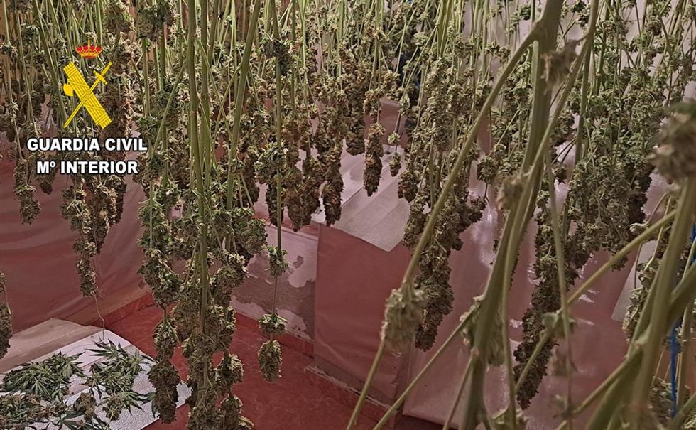 Operación contra cultivo de marihuana.