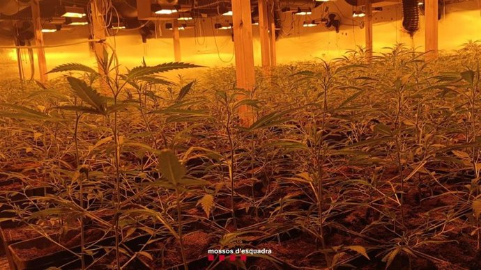 Plantas de marihuana intervenidas en Vinyols i els Arcs (Tarragona)