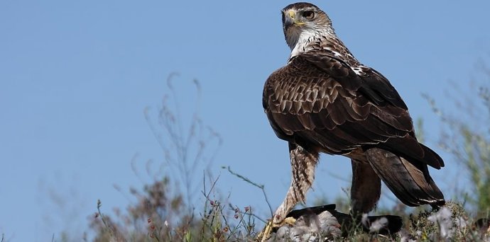 El águila-azor perdicera, en peligro de extinción, es una de las aves amenazas protegidas por la Red Natura 2000 en Aragón.José Damián Moreno