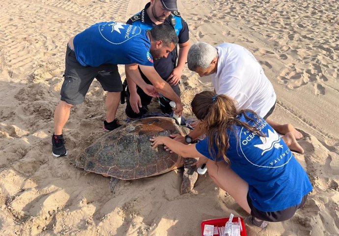 Imagen de la tortuga de Gandia