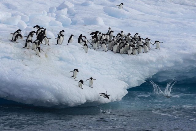 Los pingüinos emperadores ven amenazado su hábitat ante el deshielo de la Antártida.