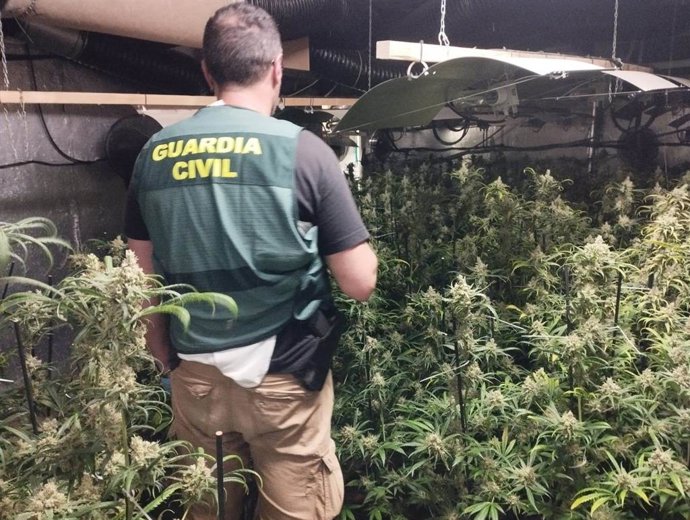 Agente de la Guardia Civil junto a una plantación de marihuana. Archivo.
