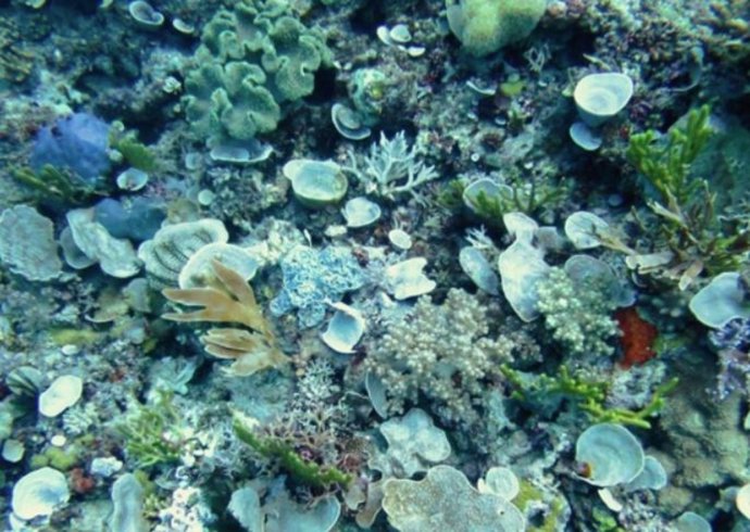 Los últimos hallazgos sugieren que el estrés térmico perturba la simbiosis esponja-microbios, lo que probablemente hace que la esponja muera.