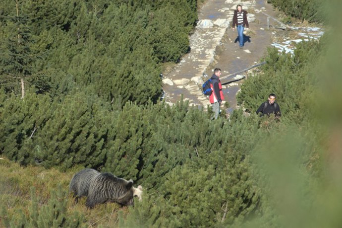 Los animales se movieron más lejos durante el confinamiento, según estudio publicado en la revista 'Science' en el que ha participado la UHU