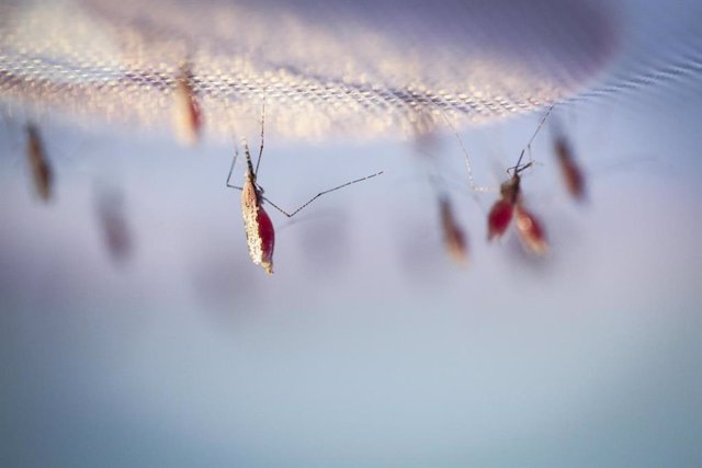 Archivo - Mosquitos malaria