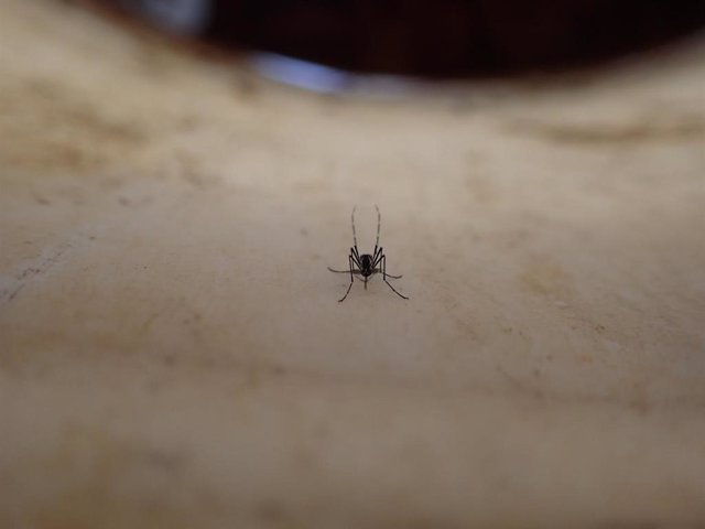 Archivo - Mosquito Aedes aegypti hembra.
