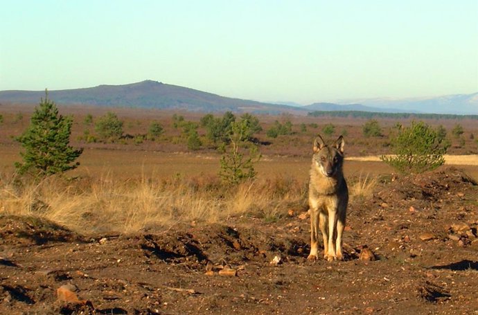 Una loba, Canis lupus signatus, fotografiada en la Sierra de la Culebra, lugar donde se ha realizado el estudio/ Isabel Barja