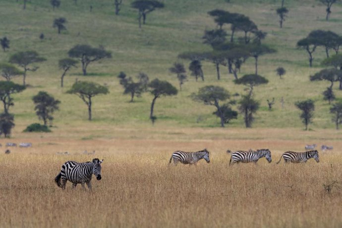 Archivo - Cebras en el Parque Nacional Serengueti, en Tanzania