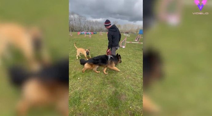 Archivo - Una familia salva a dos perros a punto de ser sacrificados