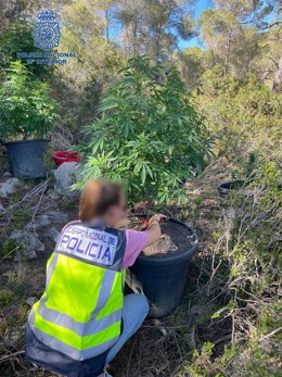 Una agente de Policía Nacional junto a una de las plantas de marihuana incautadas en el cementerio de Ibiza.