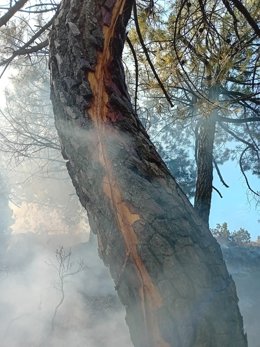 Árbol sobre el que ha caído el rayo que ha provocado un incendio en el paraje El Mosquín de Canillas de Albaida