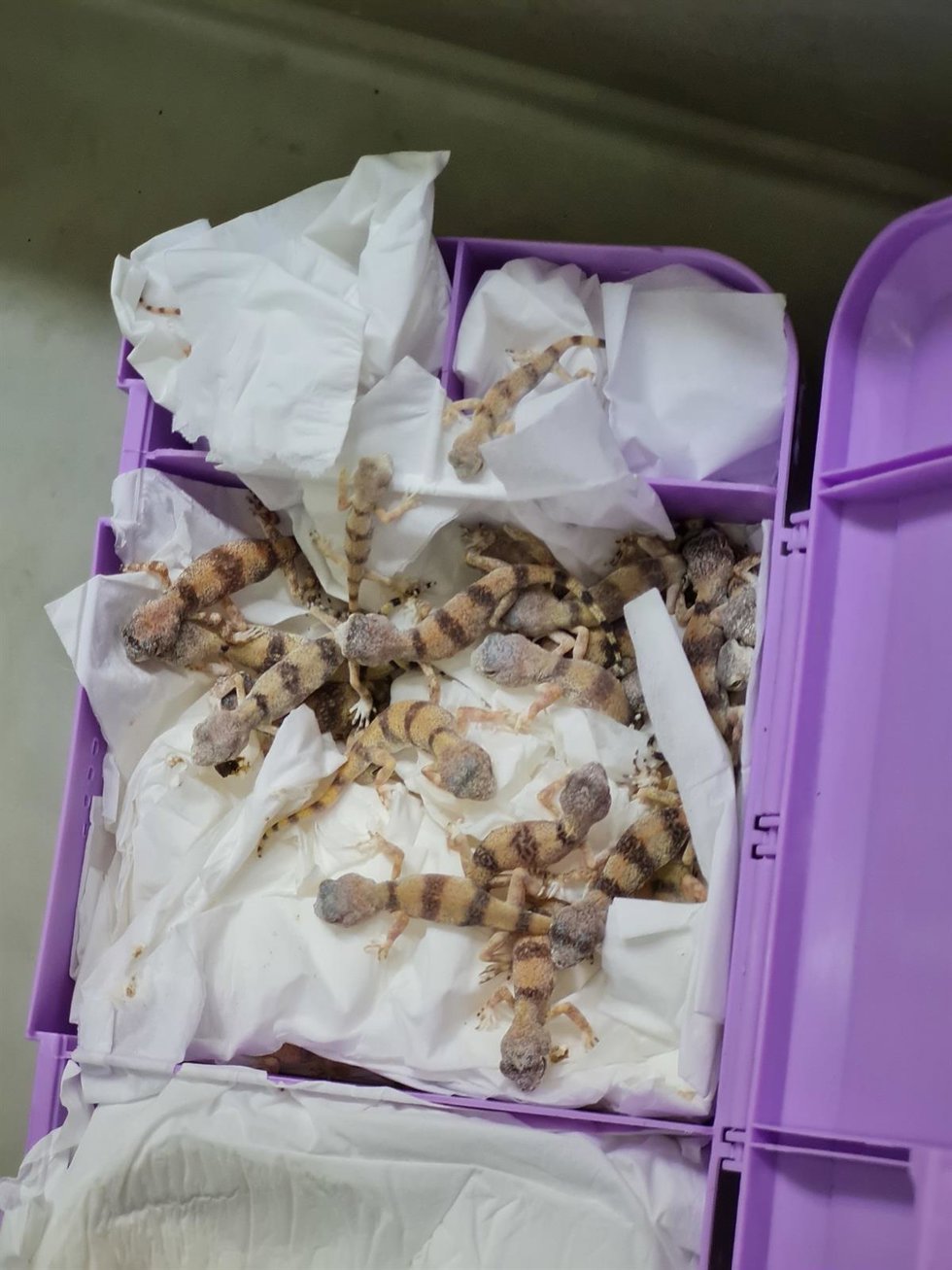 Reptiles incautados en el aeropuerto de Viena