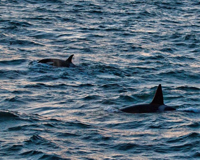 Archivo - Orca avistada frente a las costas de Islandia