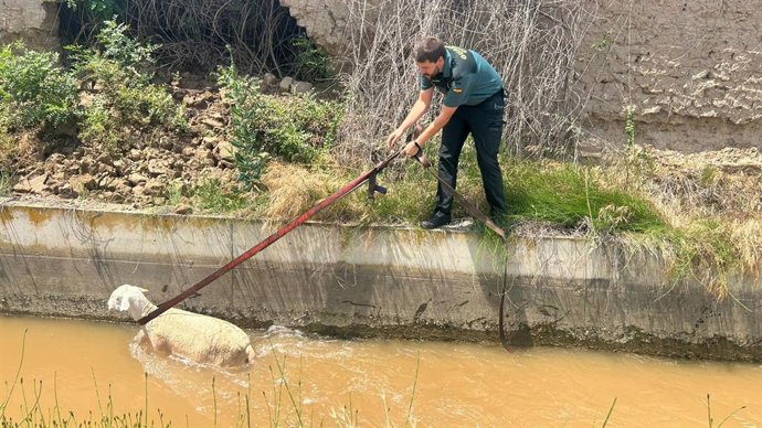 Rescate de a una oveja que quedó atrapada en una acequia de Alfaro