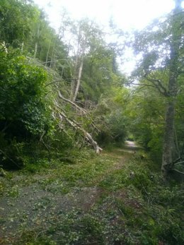 Caída de árboles en el LLano de la Casa debido a la tormenta